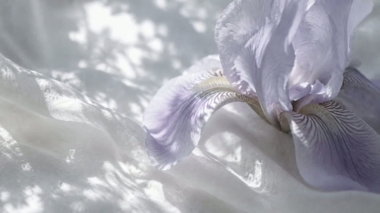 阳光与白色织物上的淡紫色花朵